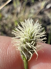 Fuirena scirpoidea