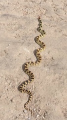 Pituophis deppei