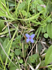 Houstonia pusilla