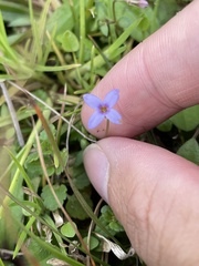 Houstonia pusilla