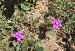 Abronia villosa