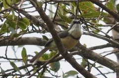 Apalis thoracica