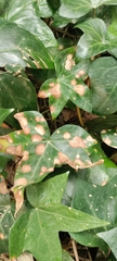 Colletotrichum trichellum