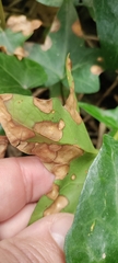 Colletotrichum trichellum
