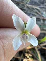 Viola vittata