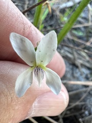 Viola vittata