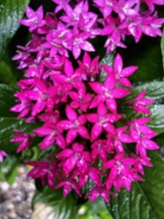 Pentas