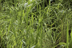 Oryza sativa