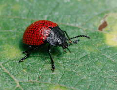 Doryphora reticulata
