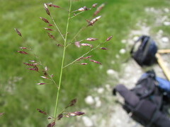 Eragrostis mexicana
