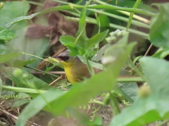 Geothlypis poliocephala
