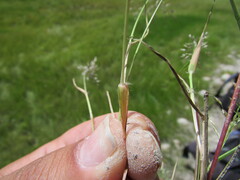 Eragrostis mexicana