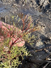 Eupatorium leptophyllum