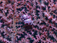 Hippocampus bargibanti