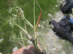 Eragrostis mexicana