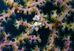 Hippocampus bargibanti
