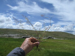 Eragrostis mexicana