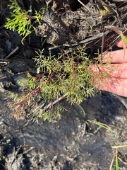 Eupatorium leptophyllum
