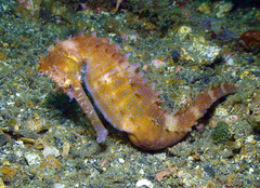Hippocampus histrix