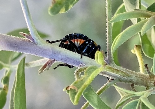 iNaturalist observation photo of Harlequin Bug