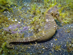 Hippocampus kuda
