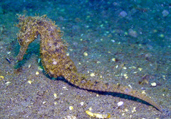 Hippocampus kuda