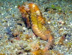 Hippocampus kuda