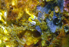 Hippocampus pontohi