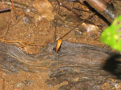 Mantella ebenaui