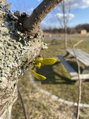 Mistletoe (Phoradendron)