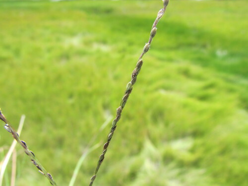 Blackseed Finger Grass (Digitaria ternata)