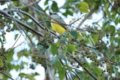 Tyrannus melancholicus