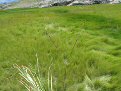 Digitaria ternata