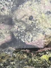 Bathygobius cocosensis