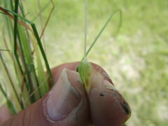 Digitaria ternata