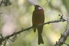 Cardellina rubra