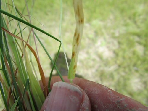 Image of Digitaria ternata by (c) Carlos Martorell, some rights reserved (CC BY)
