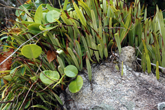 Pyrrosia longifolia