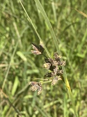 Bolboschoenus maritimus
