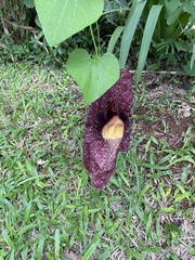 Aristolochia gigantea