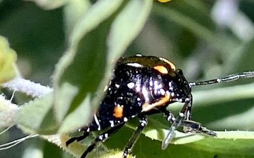 iNaturalist observation photo of Harlequin Bug