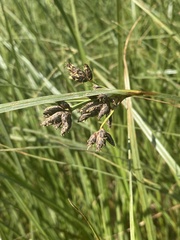 Bolboschoenus maritimus