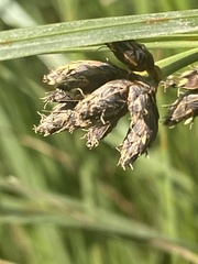 Bolboschoenus maritimus