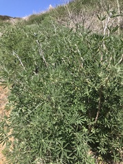 Lupinus longifolius