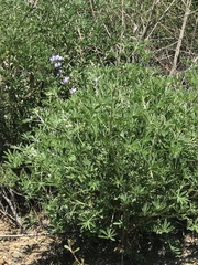 Lupinus longifolius