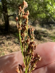 Rhynchospora microcarpa