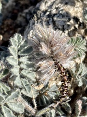 Dalea mollissima