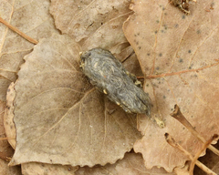 Glaucidium gnoma
