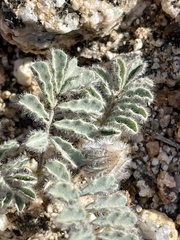 Dalea mollissima