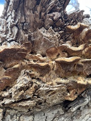 Subantrodia juniperina